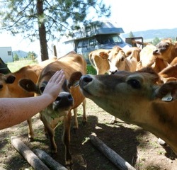Cows at the farm